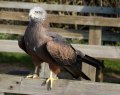 Hawk_Conservancy 168 cropped